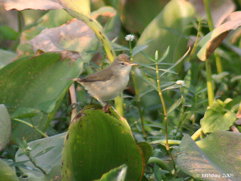 Acrocephalus concinens (Swinhoe 1870) resmi