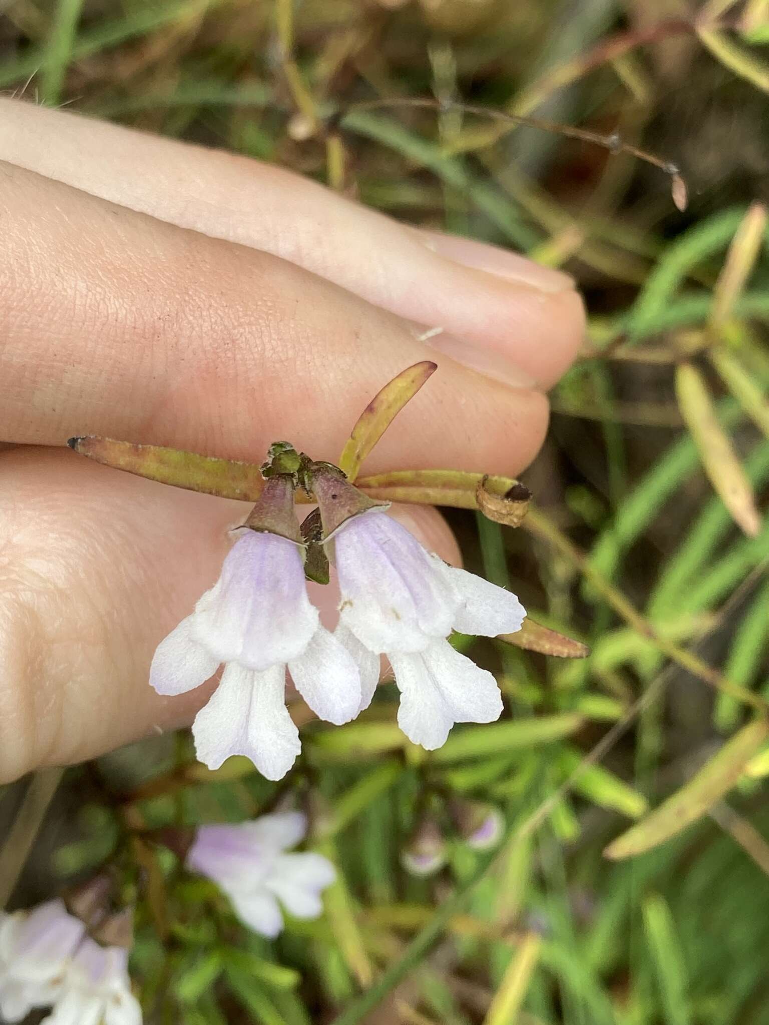 Image of Narrow-leaved Mint-bush