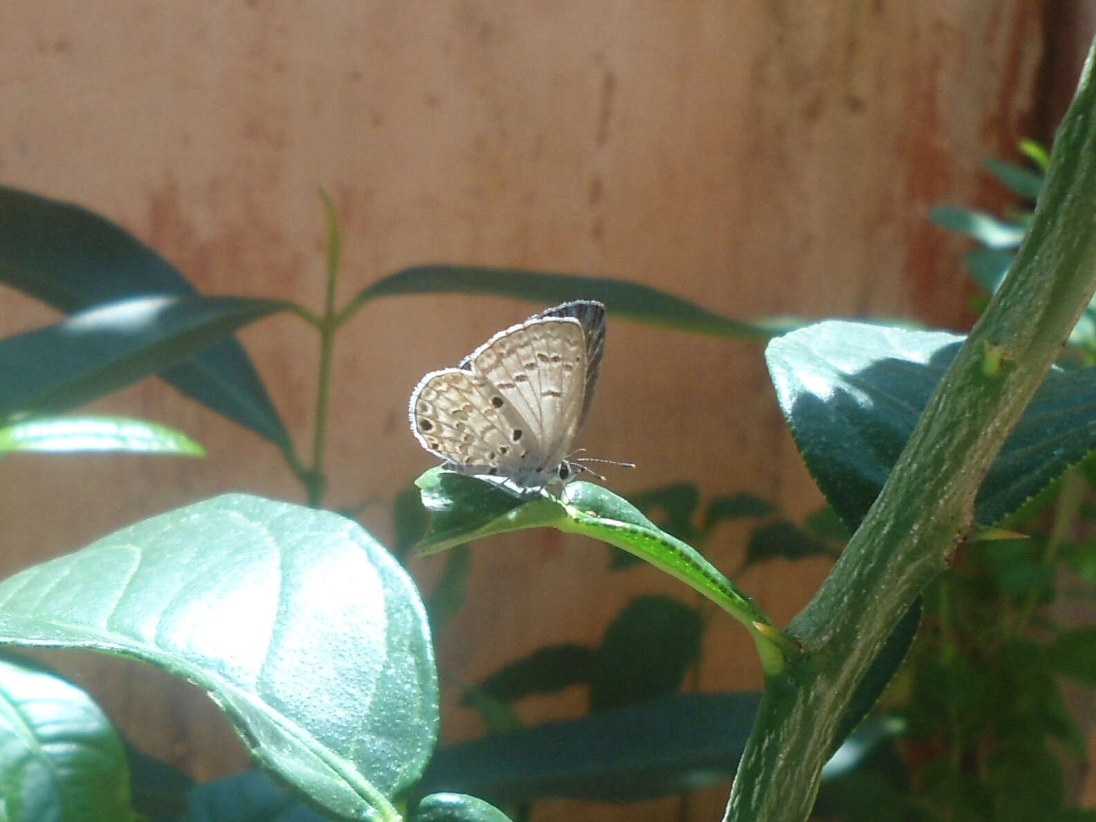 Image of African babul blue