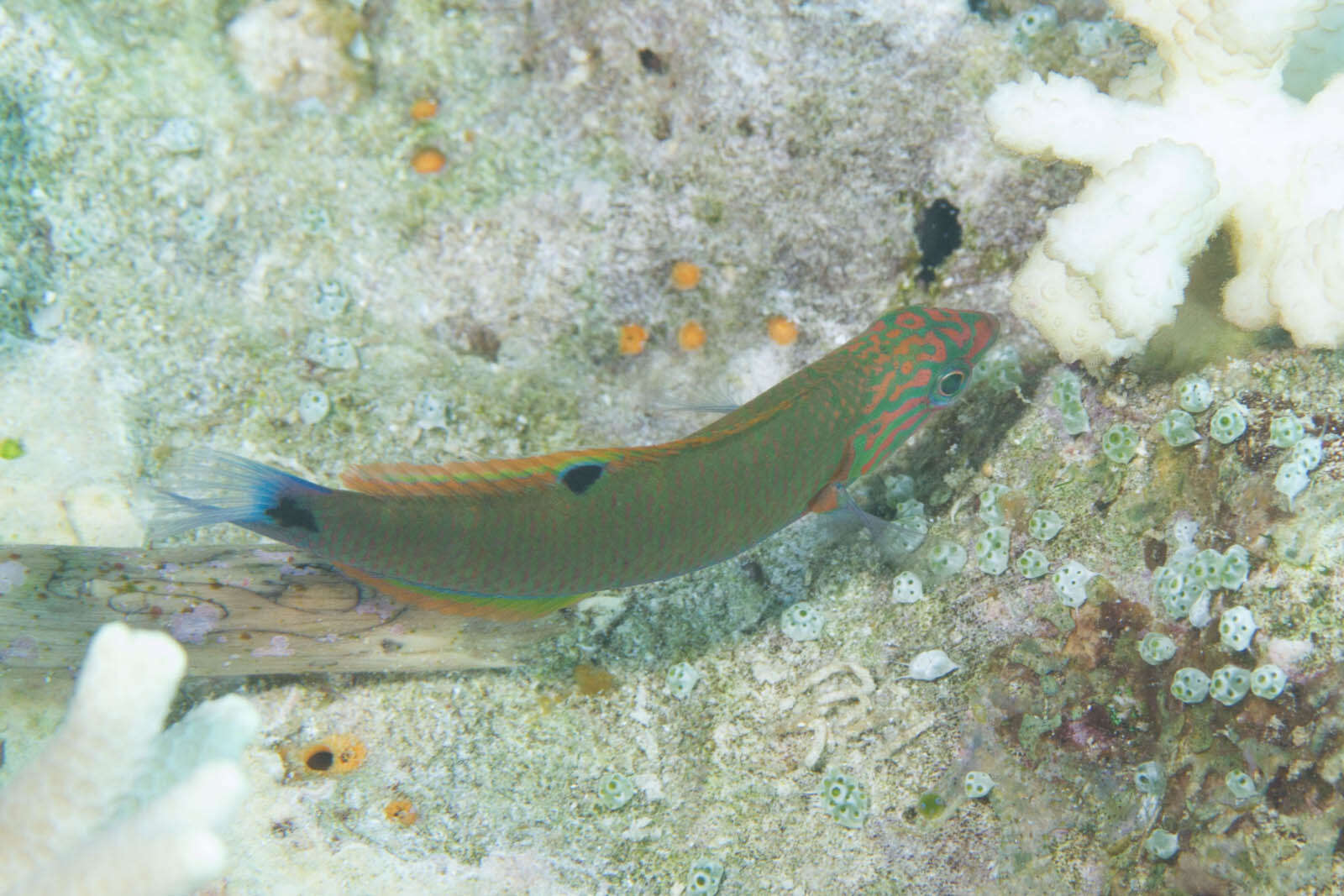 Image of Blue wrasse
