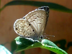 Image of African babul blue