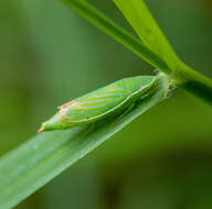 Plancia ëd Spangbergiella quadripunctata Lawson 1932