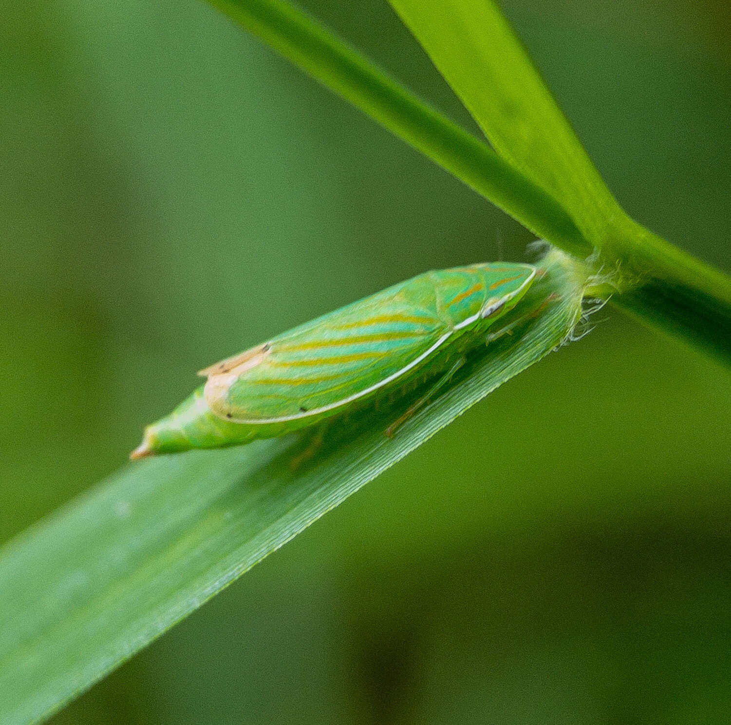 Plancia ëd Spangbergiella quadripunctata Lawson 1932