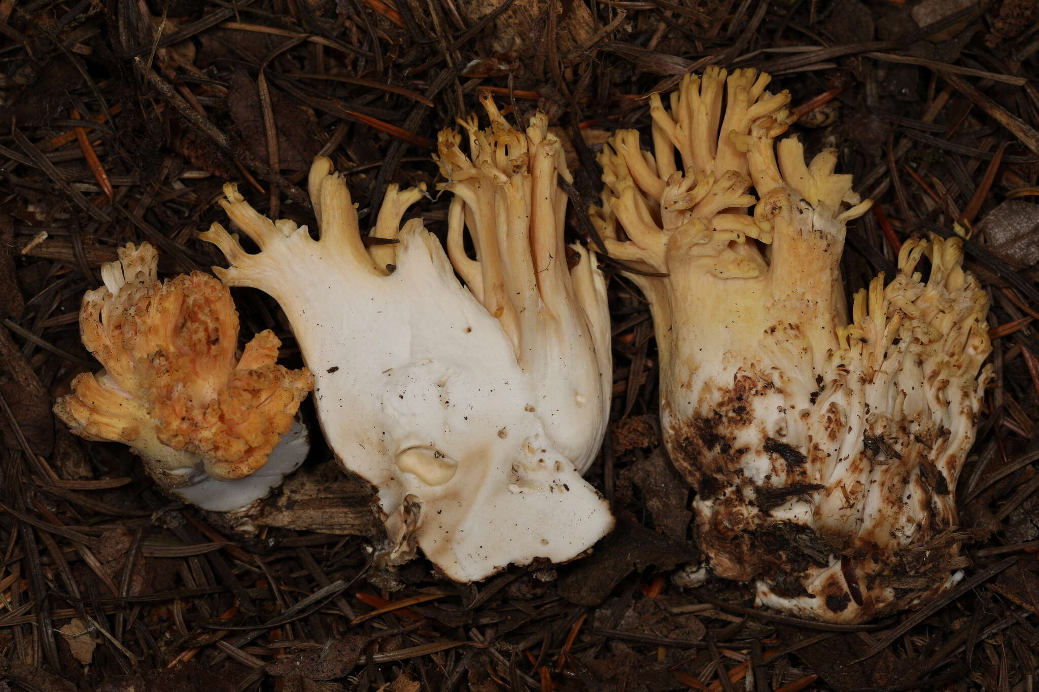 Image of Ramaria celerivirescens Marr & D. E. Stuntz 1974