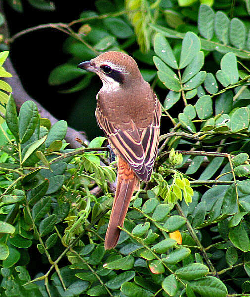 Image of Brown Shrike