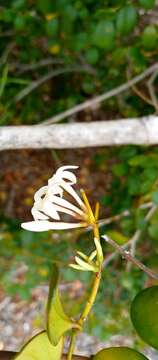 Image of Carissa edulis (Forssk.) Vahl