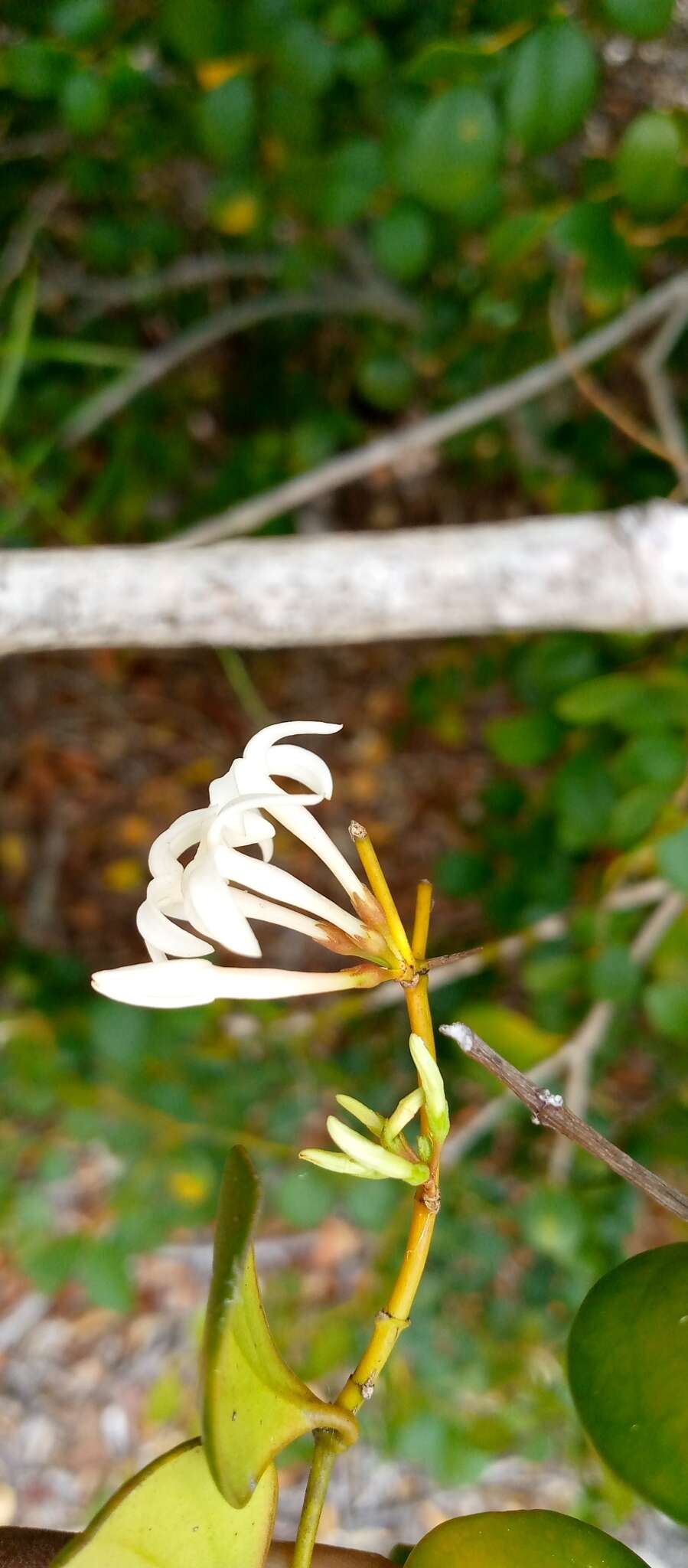 Image de Carissa edulis (Forssk.) Vahl