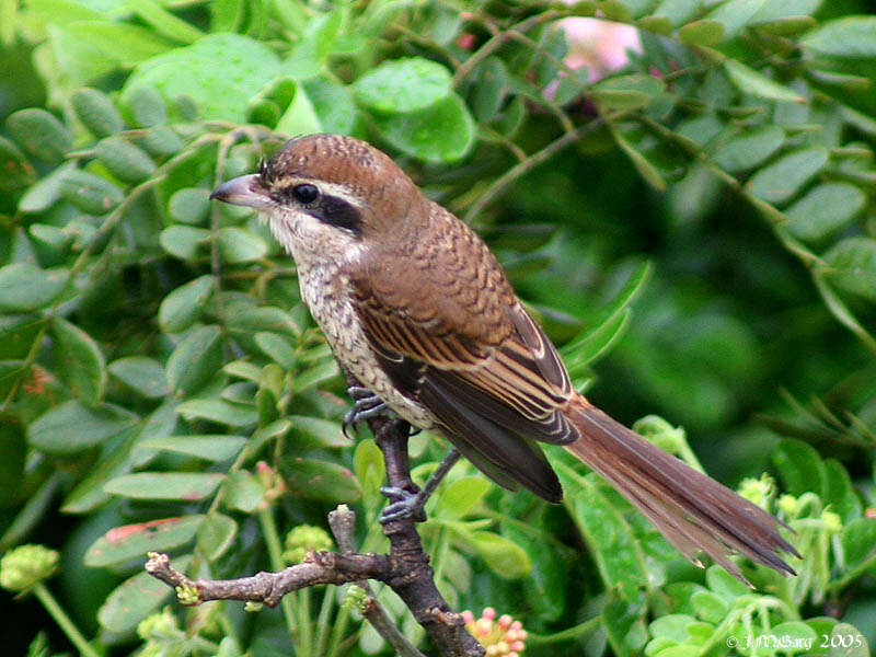 Image of Brown Shrike