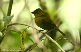 Chlorothraupis carmioli (Lawrence 1868)的圖片