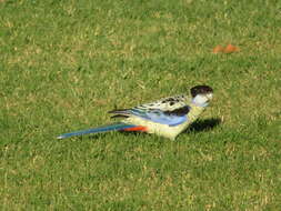 Image of Northern Rosella