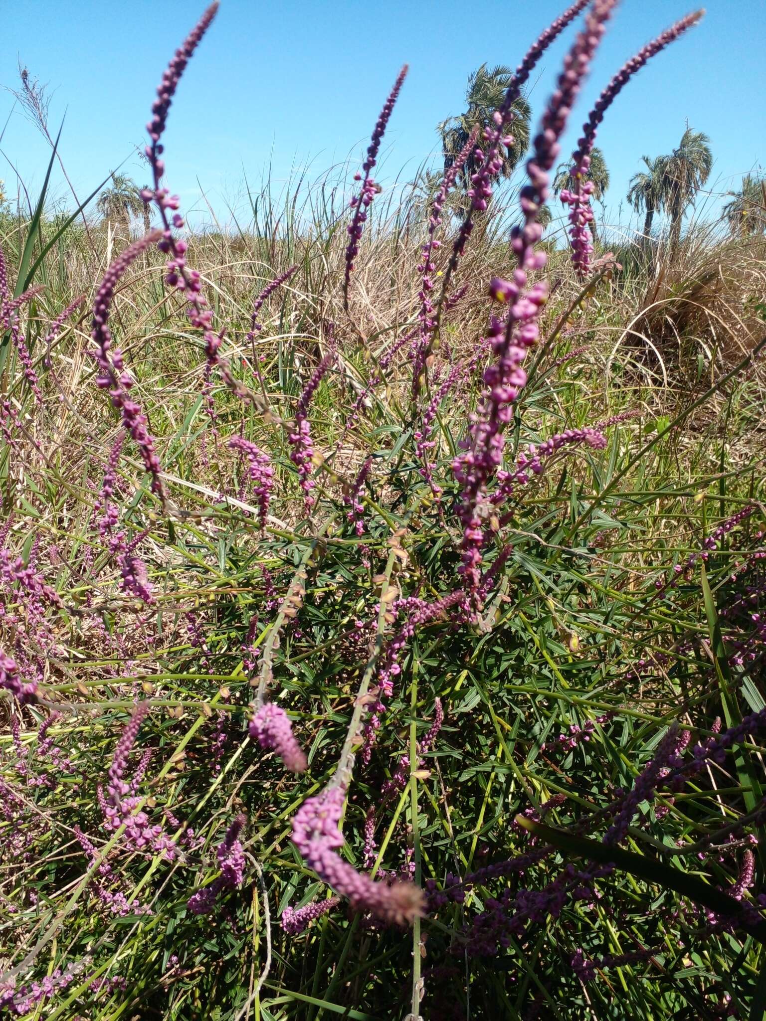 Image of Monnina cuneata A. St.-Hil.