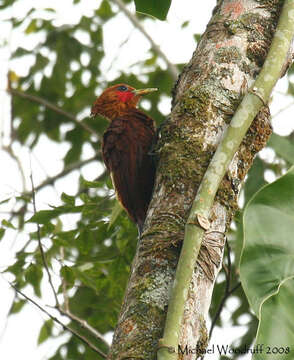 Image of Chestnut-colored Woodpecker