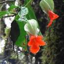 Image de Drymonia rubra C. V. Morton