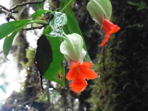 Image de Drymonia rubra C. V. Morton