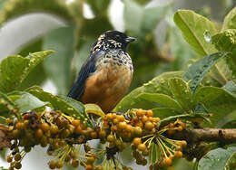 Image of Spangle-cheeked Tanager
