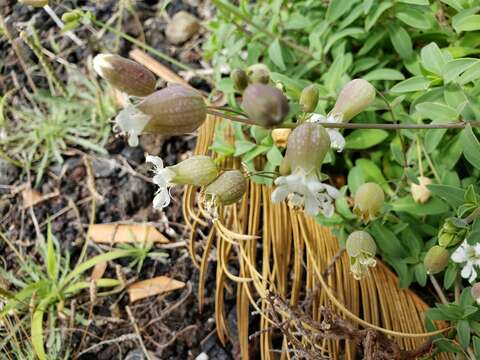 Image of Silene uniflora subsp. uniflora