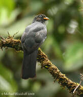 Image of Lattice-tailed Trogon