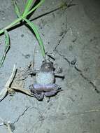 Image of Beeping Froglet