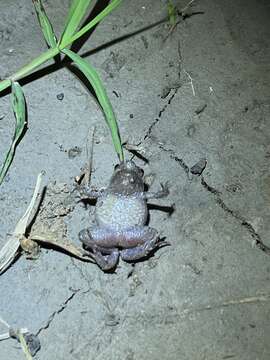 Image of Beeping Froglet