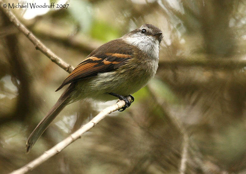 Image of White-throated Tyrannulet