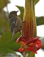 Image of Cinereous Conebill