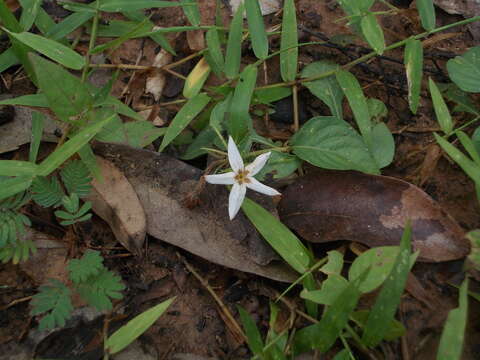 Image of Jasminum scandens (Retz.) Vahl