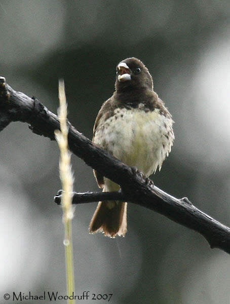 Image of Yellow-bellied Seedeater