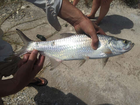 Image of tarpons