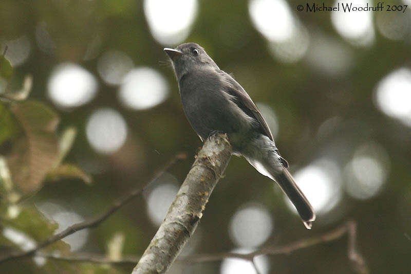 Image of Smoke-colored Pewee