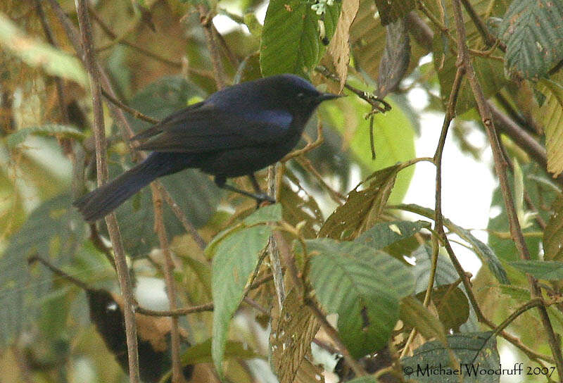 Image of Capped Conebill