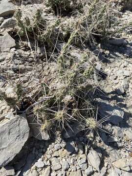 Image of Graham's pricklypear