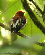 Image of Club-winged Manakin