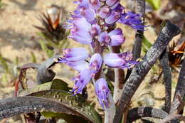 Image of Lachenalia pallida Aiton