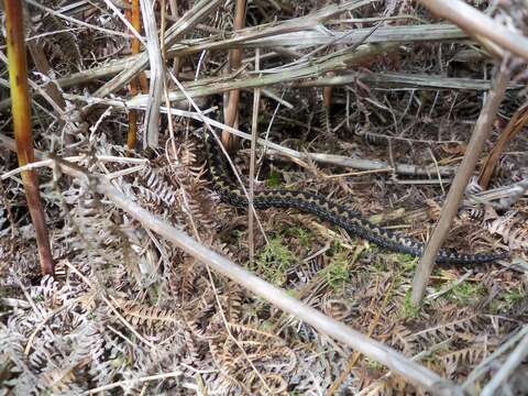 Image of Adder