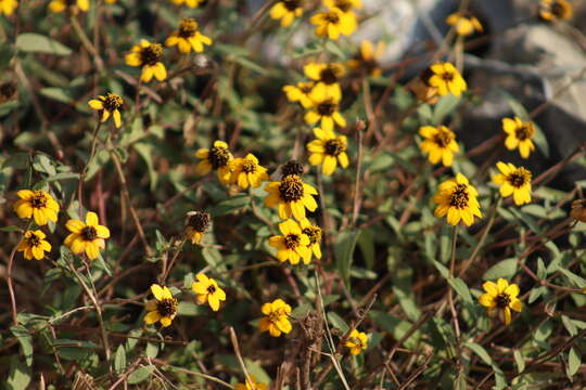 Image de Zinnia maritima Kunth