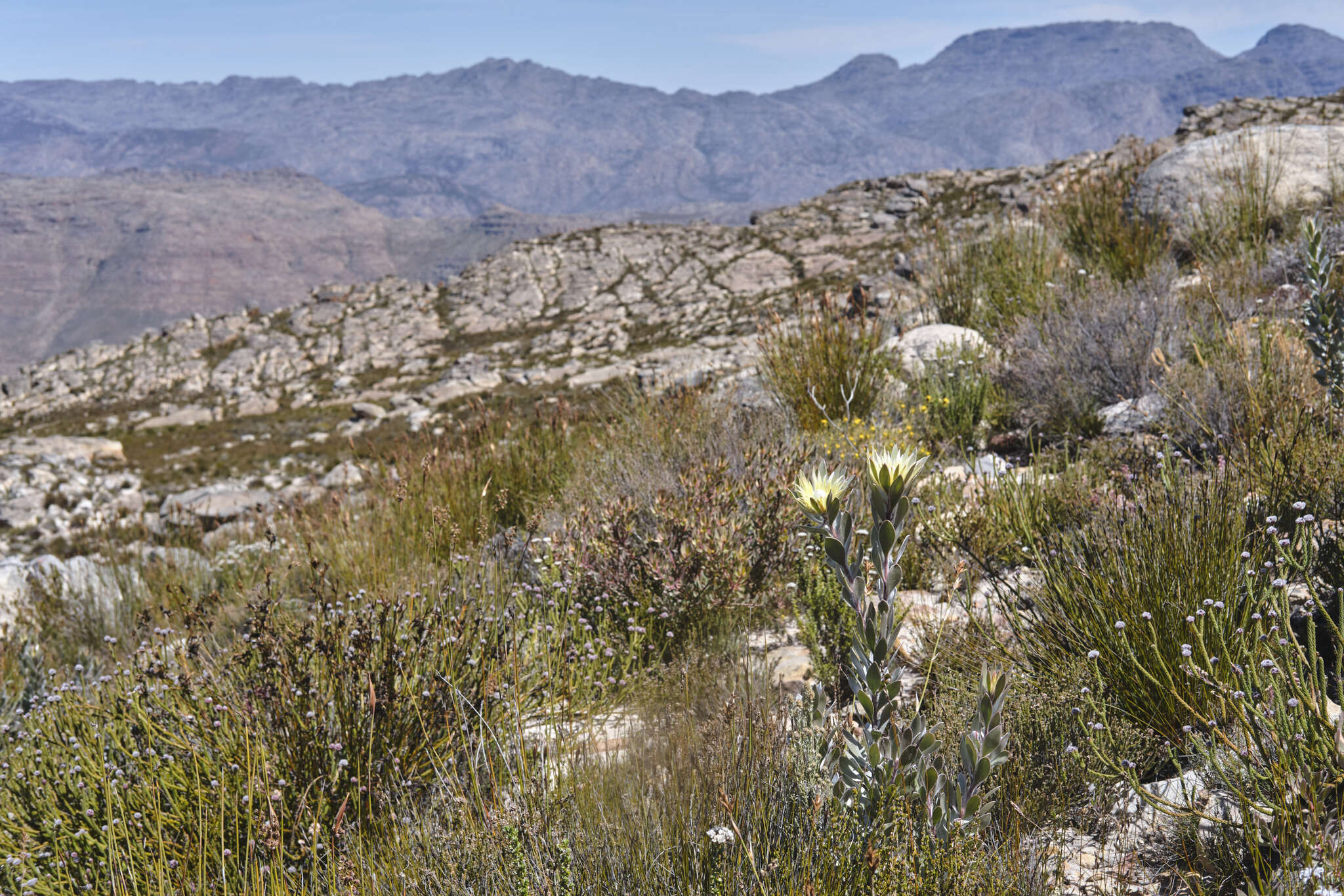 Image of Leucadendron bonum I. Williams