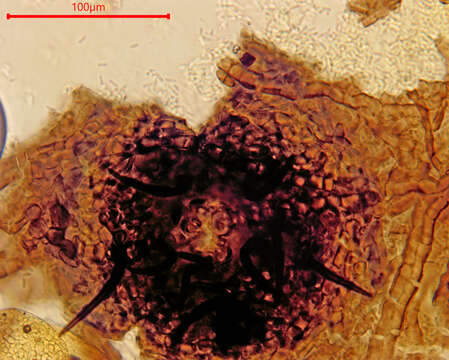 Слика од Chaetasbolisia falcata V. A. M. Mill. & Bonar 1941