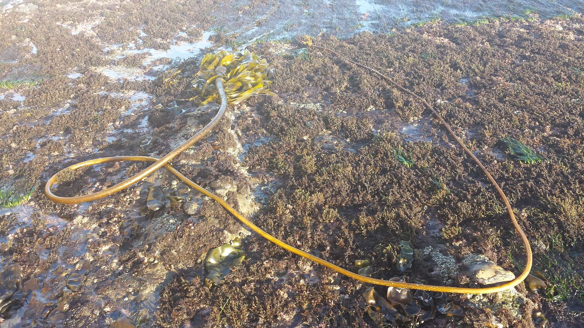 Image of Kelp