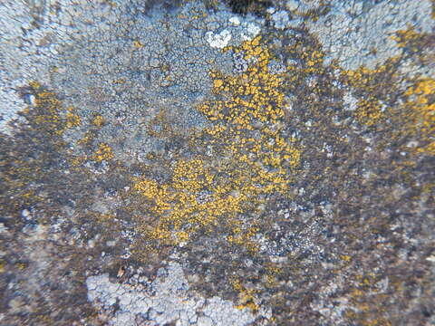 Image of eggyolk lichen