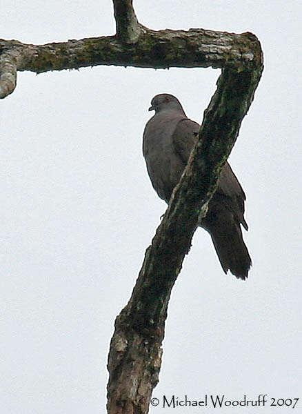 Image of Dusky Pigeon