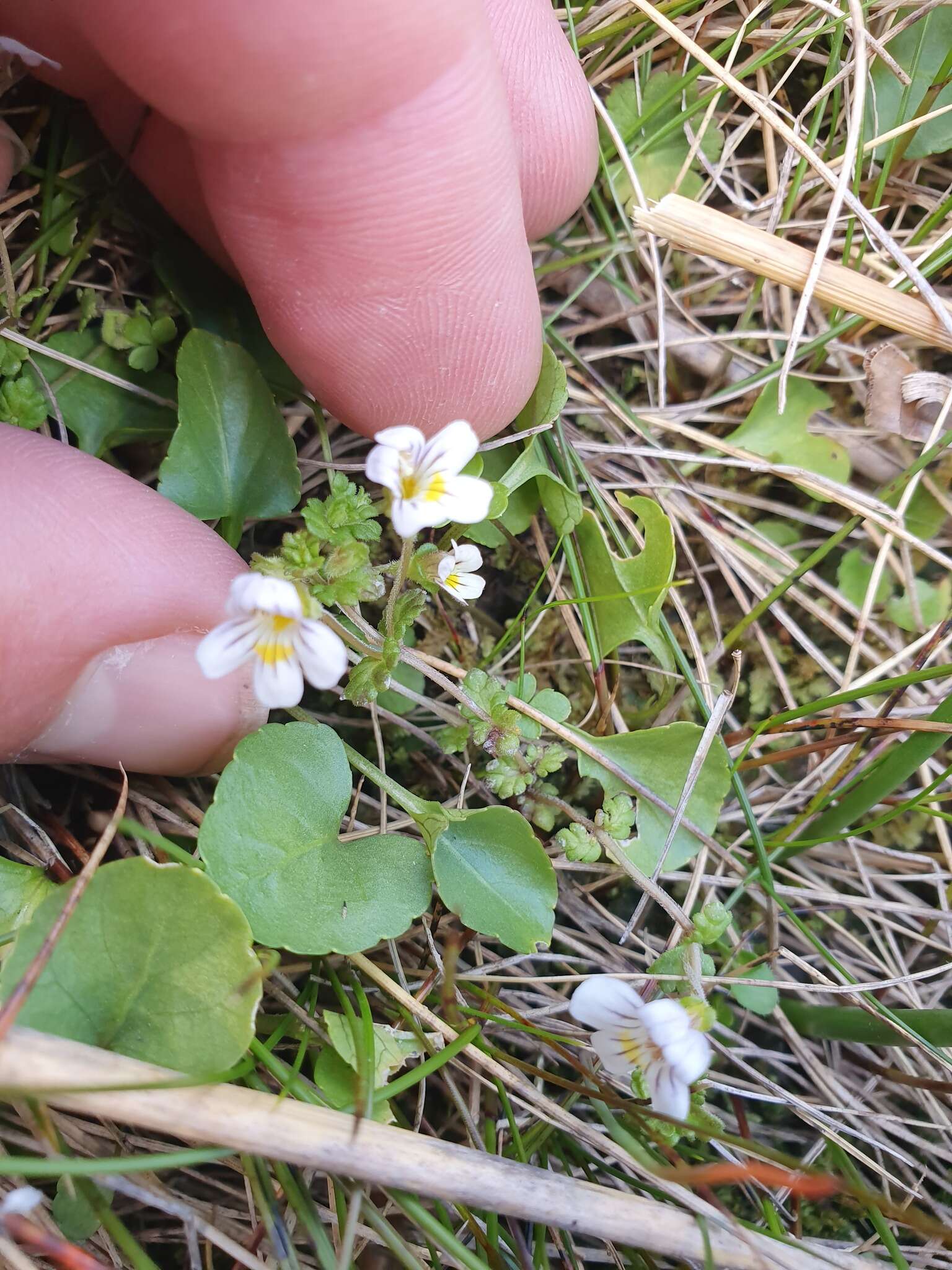 Imagem de Euphrasia cheesemanii Wettst.