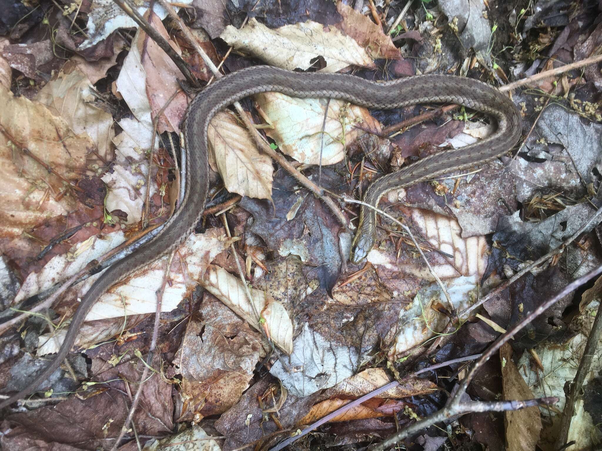 Image of Thamnophis sirtalis pallidulus Allen 1899