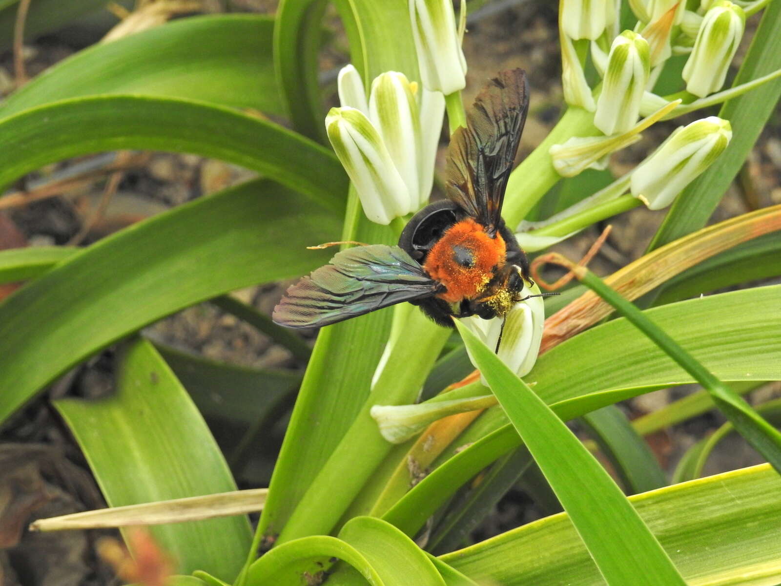 Image of Xylocopa flavorufa (De Geer 1778)