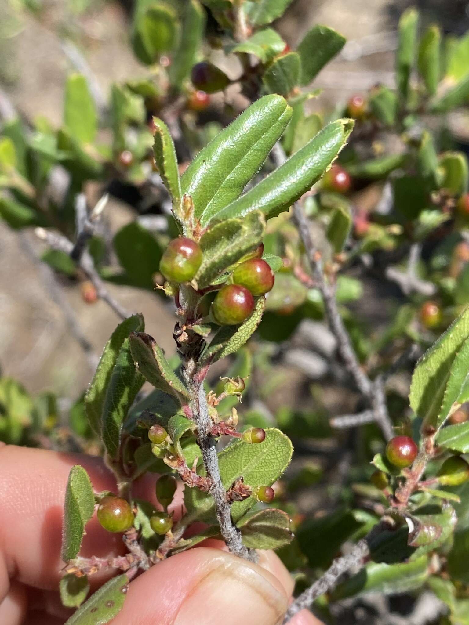 Imagem de Endotropis crocea subsp. pilosa (Trel. ex Curran) Hauenschild