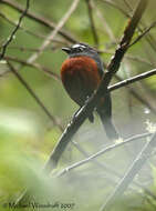 Ochthoeca cinnamomeiventris (Lafresnaye 1843)的圖片