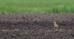 Image of Eurasian Stone-curlew