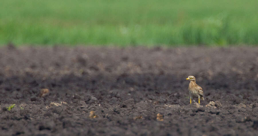 Image of Eurasian Stone-curlew