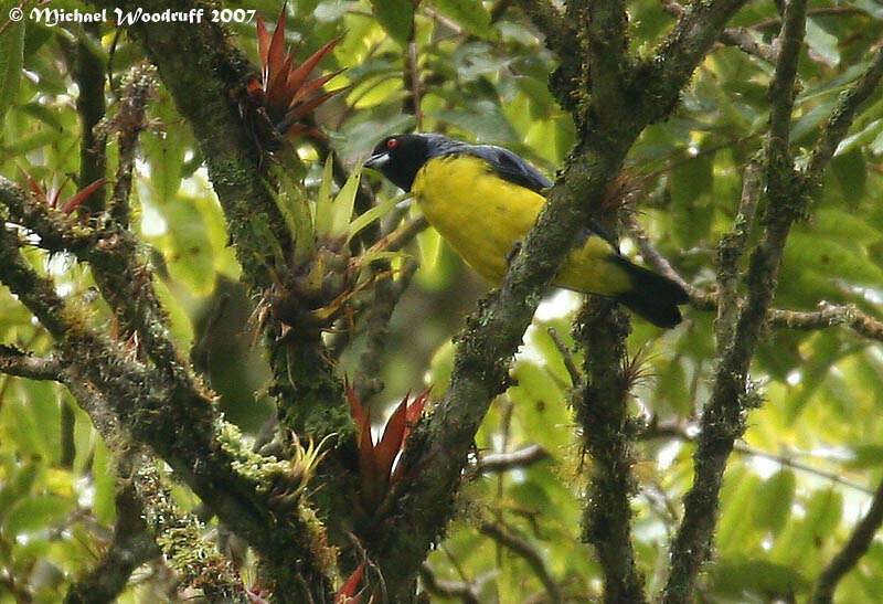 Image of Hooded Mountain Tanager