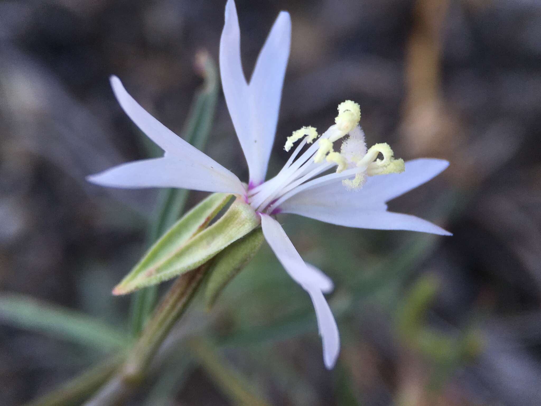 Image of Kern Canyon clarkia