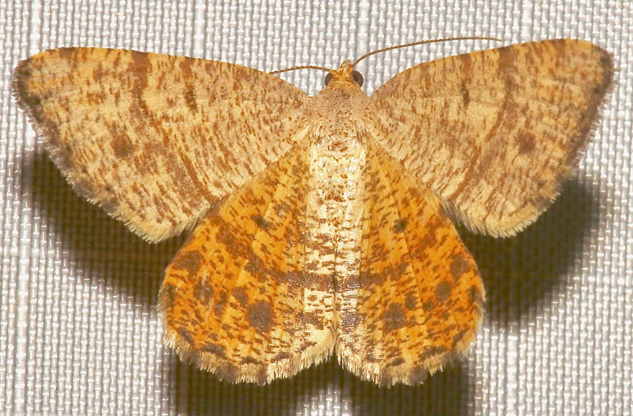 Image of Macaria inextricata Walker 1861